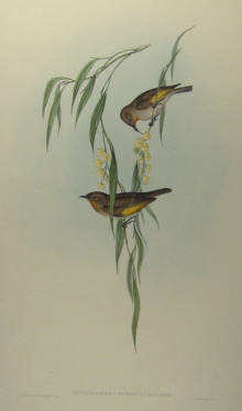 John Gould's Birds of Australia